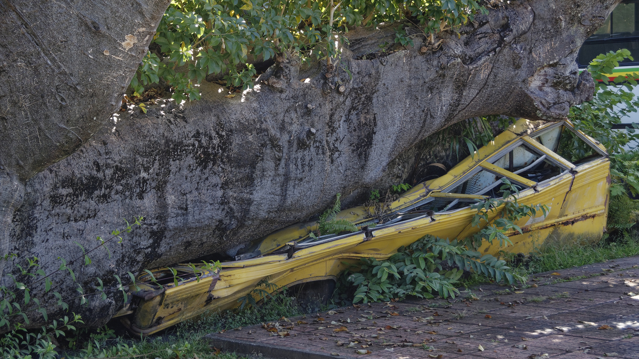 20190203-094200•Botanical Gardens•Roseau•Saint George•Dominica